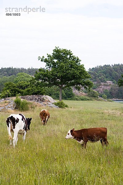 Kühe  Smogen  Schweden.