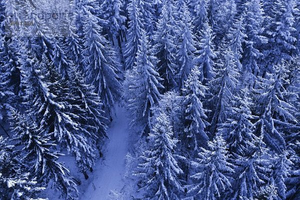 Österreich  Strass  Lichtenberg  Klauswald  Blick in den verschneiten Wald