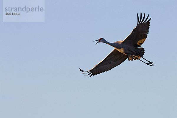 Kanadakranich gegen klarer Himmel fliegen