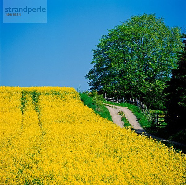 Ansicht der Oilseed Rape Feld im Herbst