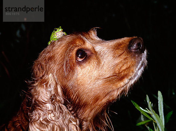 Nahaufnahme der sitzend auf Cocker Spaniels Kopf