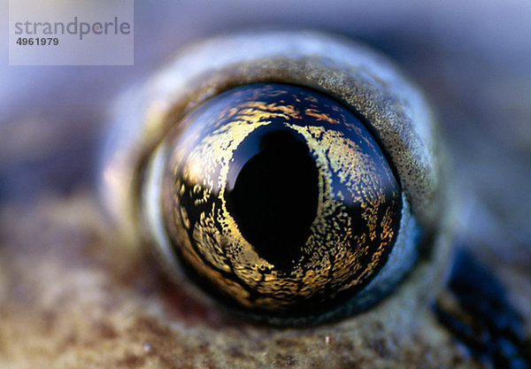 Extreme Nahaufnahme des Auges Schaufelfußkröten