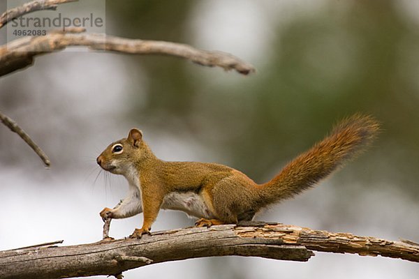 Nahaufnahme der Eichhörnchen stehend auf Zweig