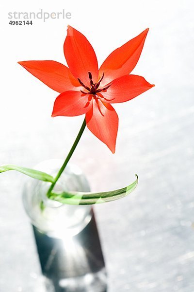 Studioaufnahme der rote Tulpe