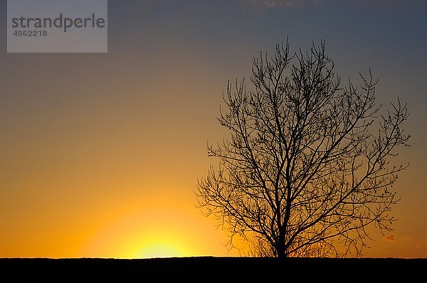 Silhouette von Kahler Baum gegen Himmel bei Sonnenuntergang