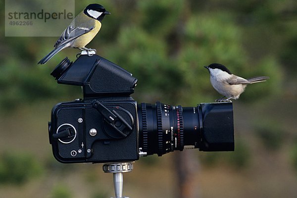 Zwei Willow Tit Vögel hocken Kamera