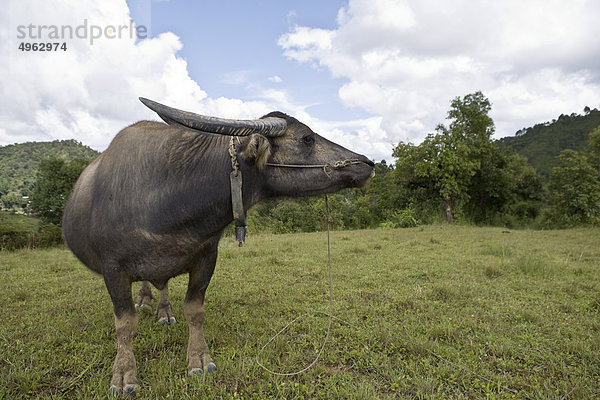 Myanmar  Wasserbüffel  Portrait