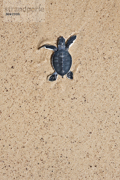 Schildkröte beim Krabbeln am Strand