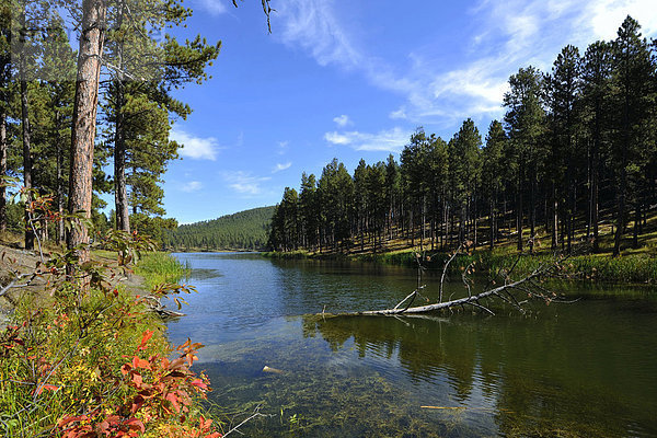 USA  South Dakota  Black Hills National Forest  Sheridan Lake