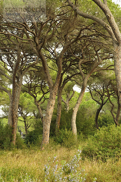 Kiefer Pinus sylvestris Kiefern Föhren Pinie Italien Maremma Toskana