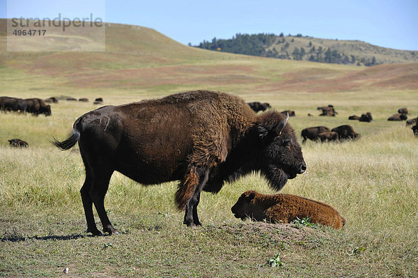 USA  South Dakota  Black Hills National Forest  Custer State Park  Buffalo Roundup