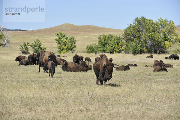 USA  South Dakota  Black Hills National Forest  Custer State Park  Buffalo Roundup