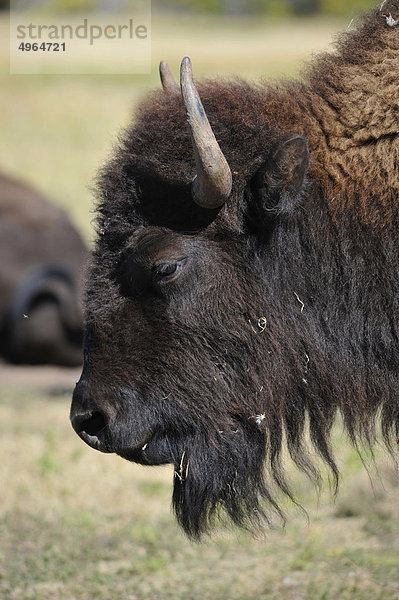 USA  South Dakota  Black Hills National Forest  Custer State Park  Buffalo Roundup  American Bison Kopf
