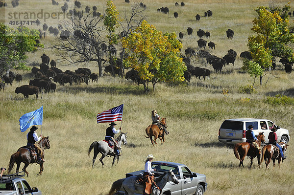 USA  South Dakota  Black Hills National Forest  Custer State Park  Buffalo Roundup  Cowboy