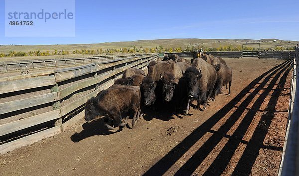 USA  South Dakota  Black Hills National Forest  Custer State Park  Buffalo Roundup  amerikanischer Bison im Paddock