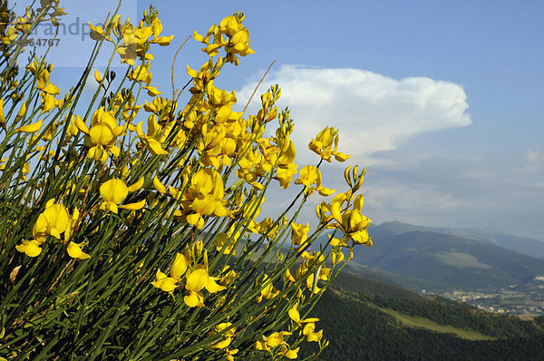 Blume Italien Umbrien