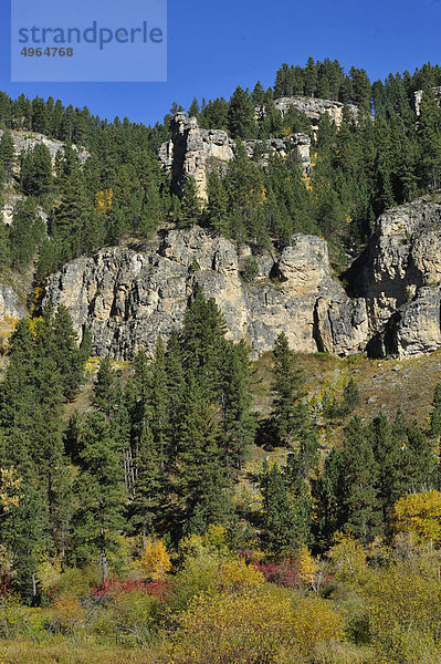 USA  South Dakota  Black Hills National Forest  Spearfish Canyon