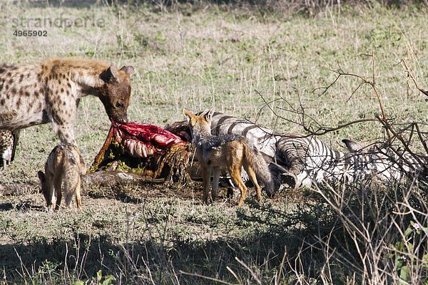 Afrika  Hyäne Fütterung am Schlachtkörper