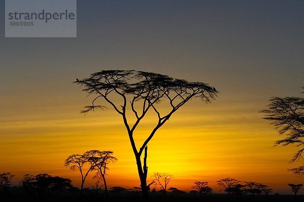 Afrika  Tansania  Akazie Baum bei Sonnenuntergang