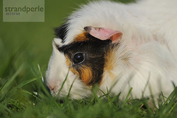 Hausmeerschweinchen (Cavia porcellus) auf einer Wiese