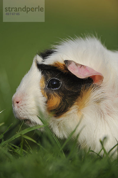 Hausmeerschweinchen (Cavia porcellus) auf einer Wiese