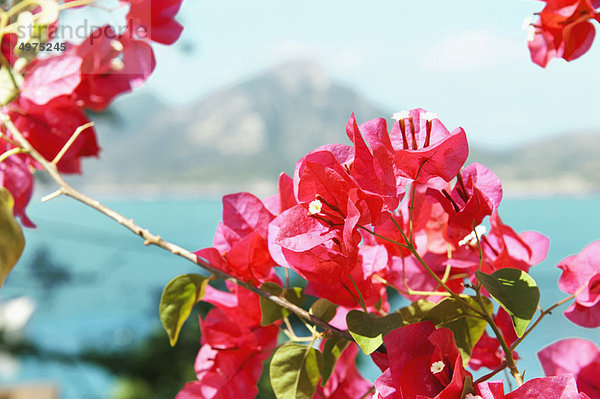 Bougainvillea blüht mit Meer dahinter