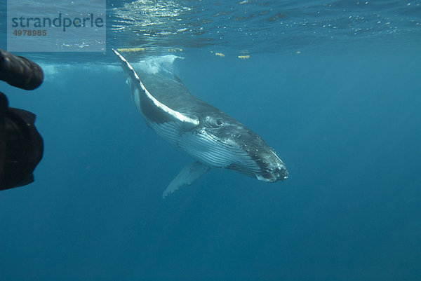 Unterwasser Blick auf ein Buckelwal im Atlantischen Ozean.