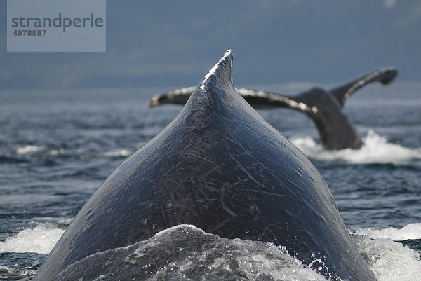 Sommer Close-up Wal Geräusch Wasseroberfläche auftauchen