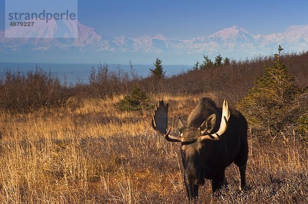 Blick auf ein Bull Elch in Rut nahe Powerline Pass im Chugach State Park mit Mount McKinley in der Backgound  South Central Alaska  Herbst