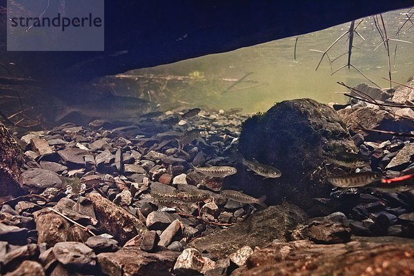 Küste Unterwasseraufnahme Bach pink Rückansicht Ansicht wandern frittieren Lachs Forelle Silberlachs Oncorhynchus kisutch Oncorhynchus Clarkii