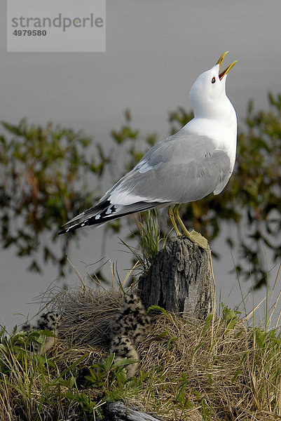 Nahaufnahme von einem Eismöwe mit ihrem nesting Küken Potter Marsh  Anchorage  South Central Alaska  Frühling