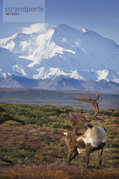 Caribou Bulle auf ein Ridgeline mit Mt. McKinley und Denali-Nationalpark und Schutzgebiet im Hintergrund  innen-Alaska  Herbst steht. COMPOSITE