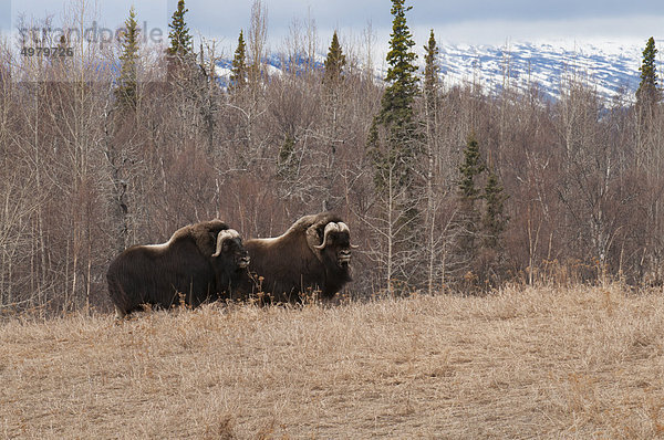 Moschusochsen Bulls zu Fuß in ein Feld auf dem Moschusochsen Bauernhof in der Nähe von Palmer  Matanuska Valley  South Central Alaska  Frühling. CAPTIVE