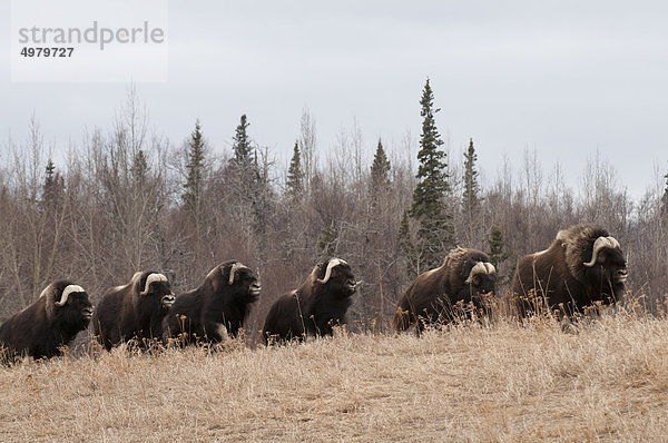 Moschusochsen Bulls zu Fuß in ein Feld auf dem Moschusochsen Bauernhof in der Nähe von Palmer  Matanuska Valley  South Central Alaska  Frühling. CAPTIVE