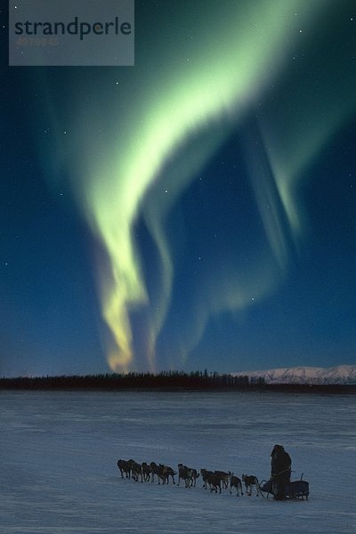 Szenische Ansicht der Musher mit Northern Lights Overhead Alaska  Winter. COMPOSITE