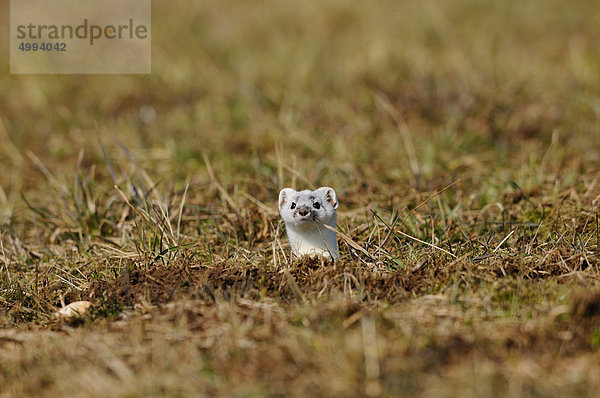 Mauswiesel (Mustela nivalis) schaut vom Boden hervor