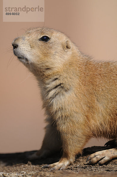 Schwarzschwanz-Präriehund (Cynomys ludovicianus)