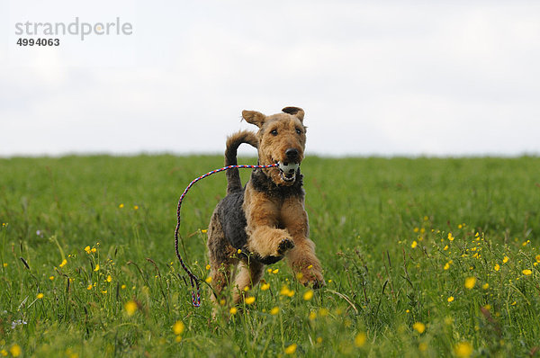 Airedale Terrier läuft auf einer Wiese