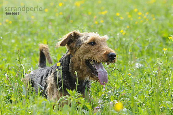 Airedale Terrier liegt auf einer Wiese