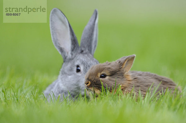 Chinchillakaninchen und Farbenzwerg im Gras