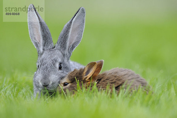 Chinchillakaninchen und Farbenzwerg im Gras