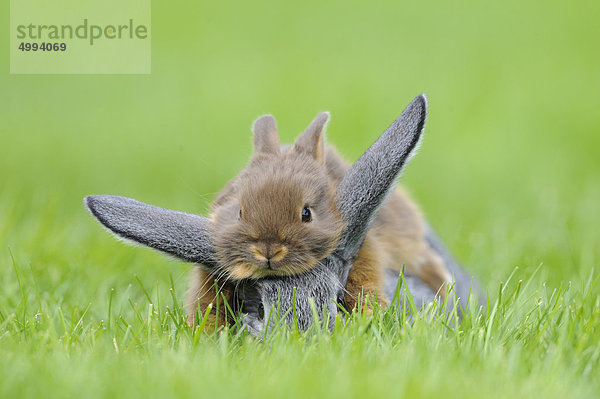 Chinchillakaninchen und Farbenzwerg im Gras