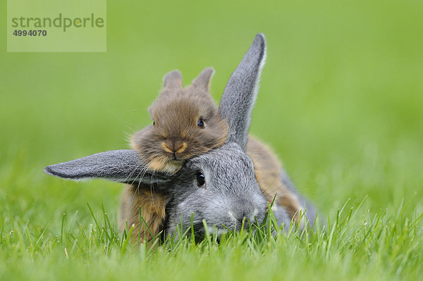 Chinchillakaninchen und Farbenzwerg im Gras