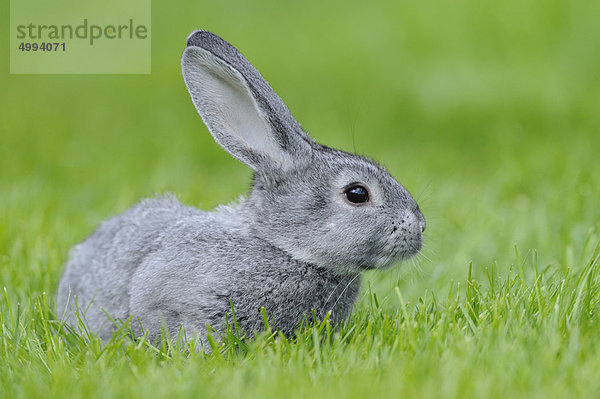 Chinchillakaninchen im Gras