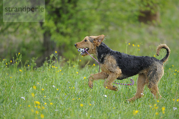 Airedale Terrier auf einer Wiese