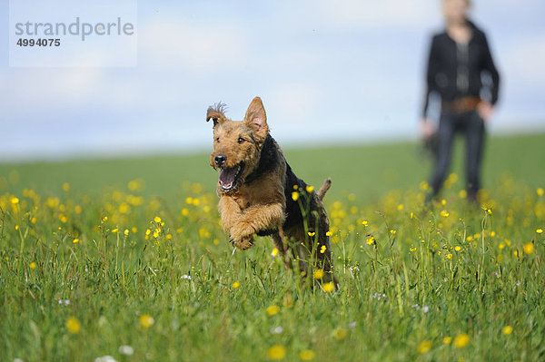 Airedale Terrier läuft auf einer Wiese