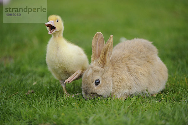 Hauskaninchen mit Pekingenten-Küken im Gras