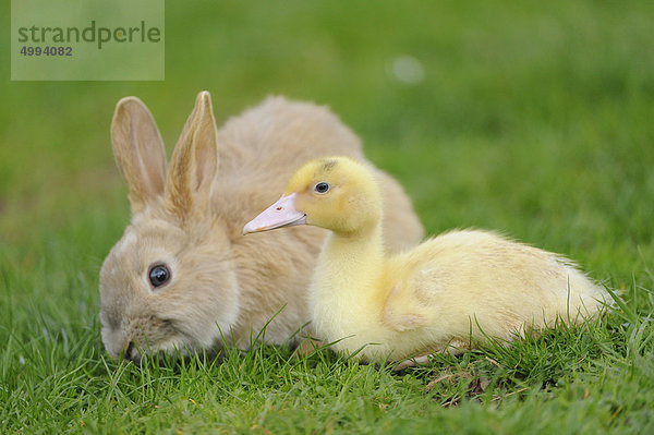 Hauskaninchen mit Pekingenten-Küken im Gras