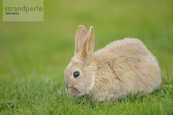 Junges Hauskaninchen im Gras