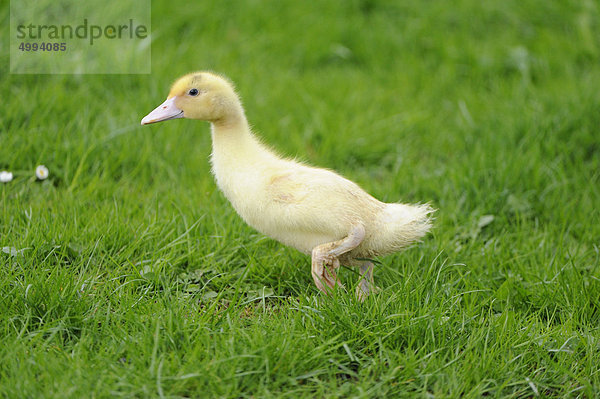 Pekingenten-Küken im Gras